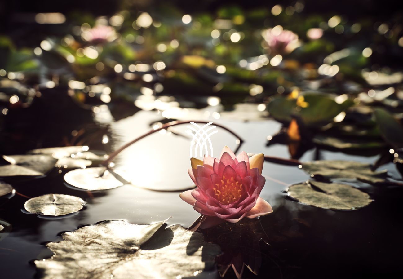 Villa à Tsilivi - Plumeria